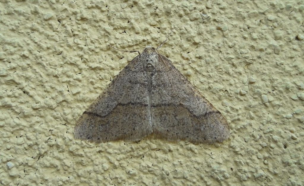 Noctuide o Geometride? Geometridae: Agriopis marginaria